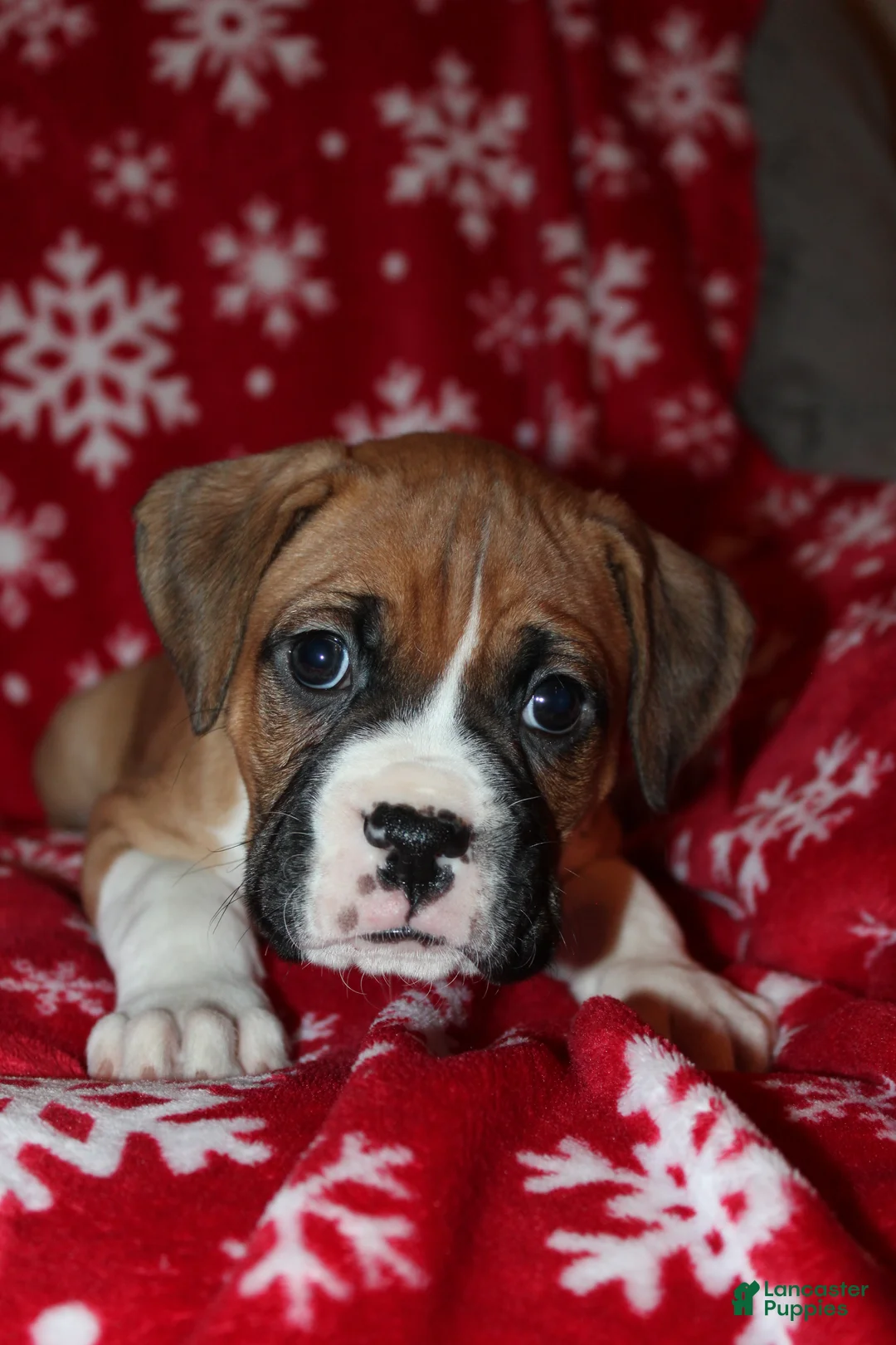 Boxer dogs for sale: Neo - Ad 3