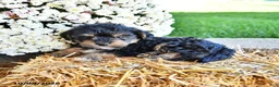 Yorkiepoo dogs for sale: Jasper - Ad 4