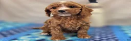 Cavapoo dogs for sale: Blizzard - Ad 14
