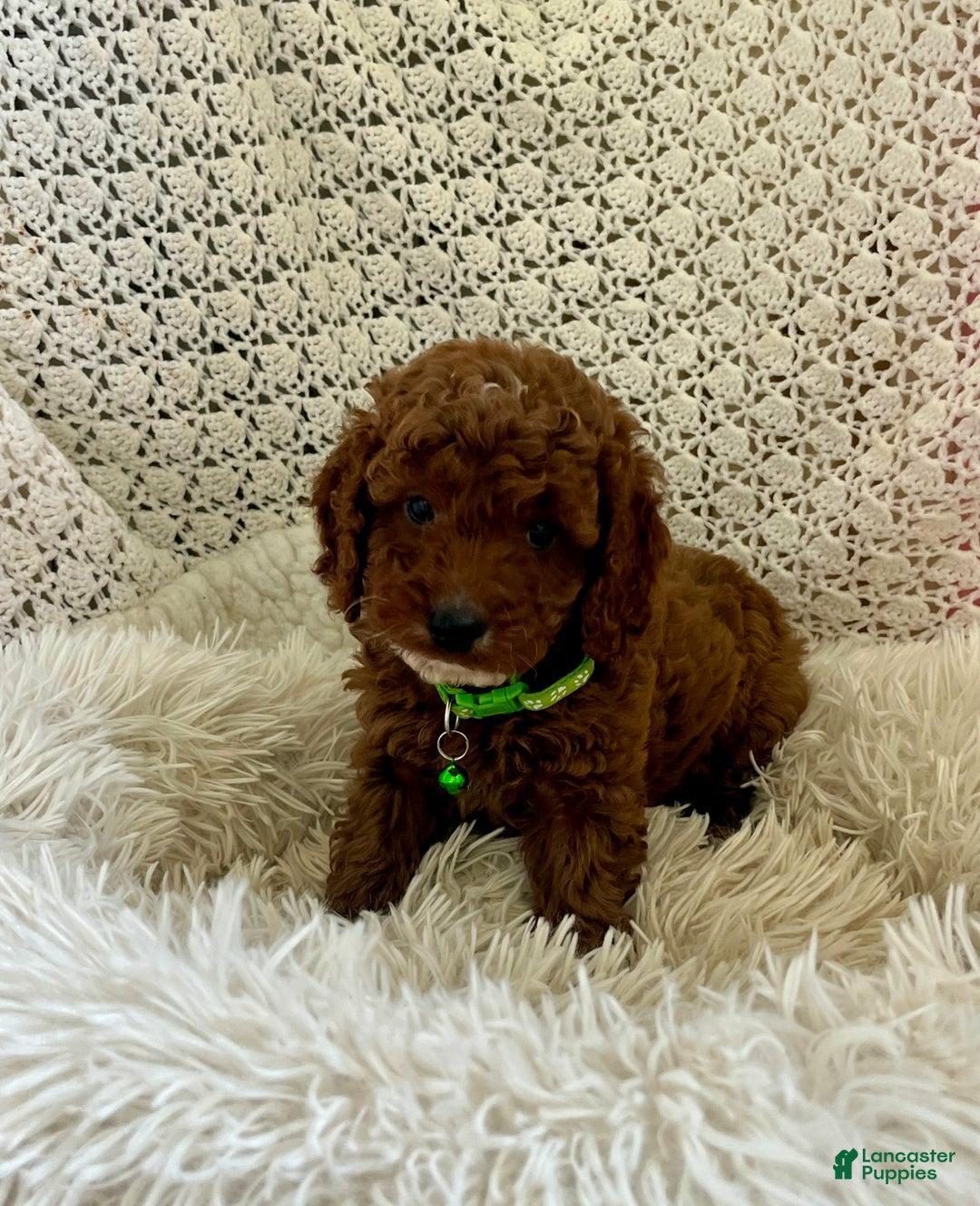 Cavapoo dogs for sale: Molly - Ad 11