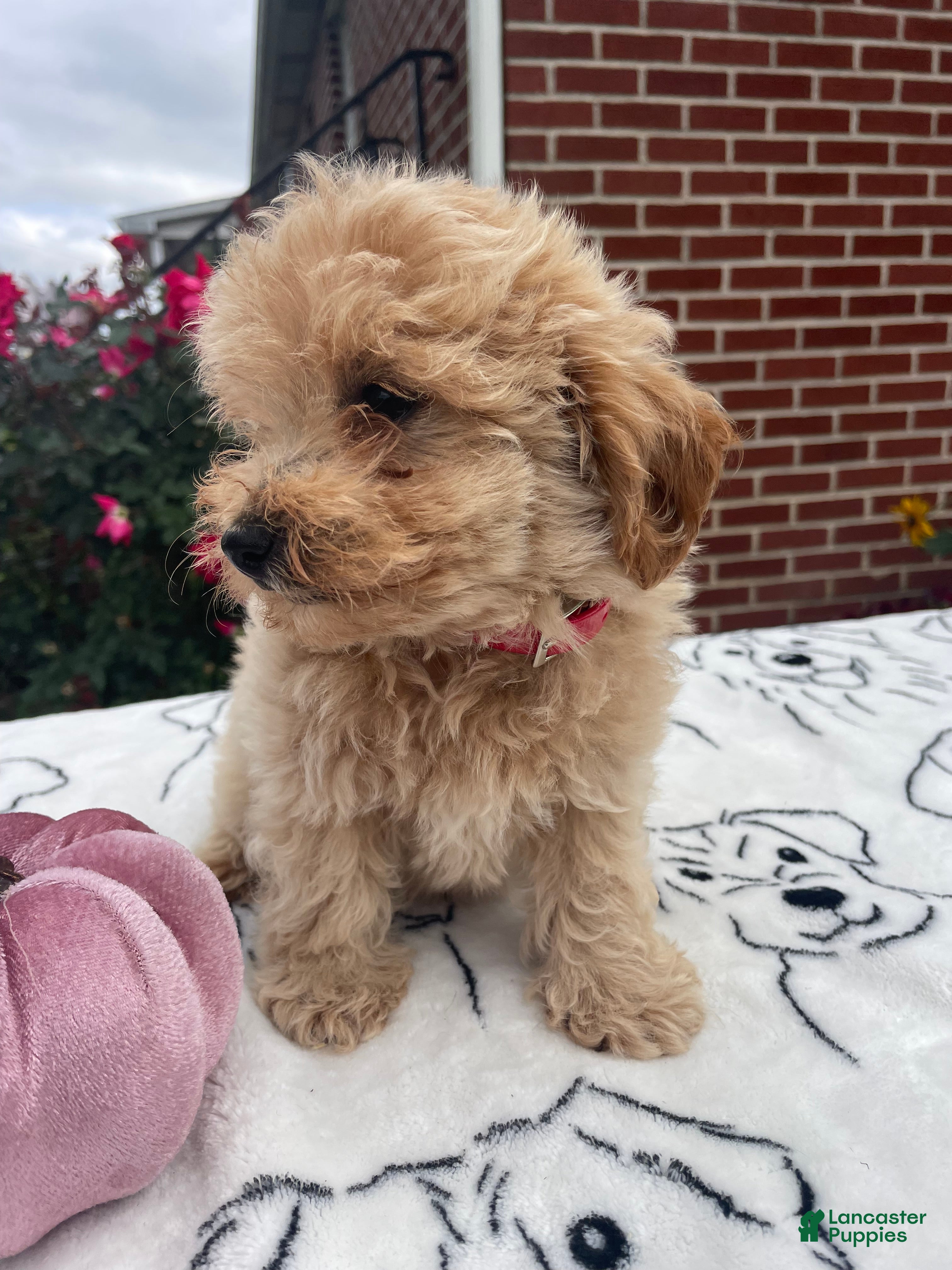 Yorkiepoo dogs Kenny - Ad 2