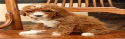Miniature Poodle dogs for sale: Ariel - Ad 6