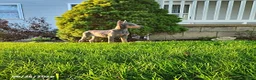 Doberman Pinscher dogs for sale: Gigi - Ad 4