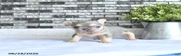 French Bulldog dogs for sale: Adora - Ad 3