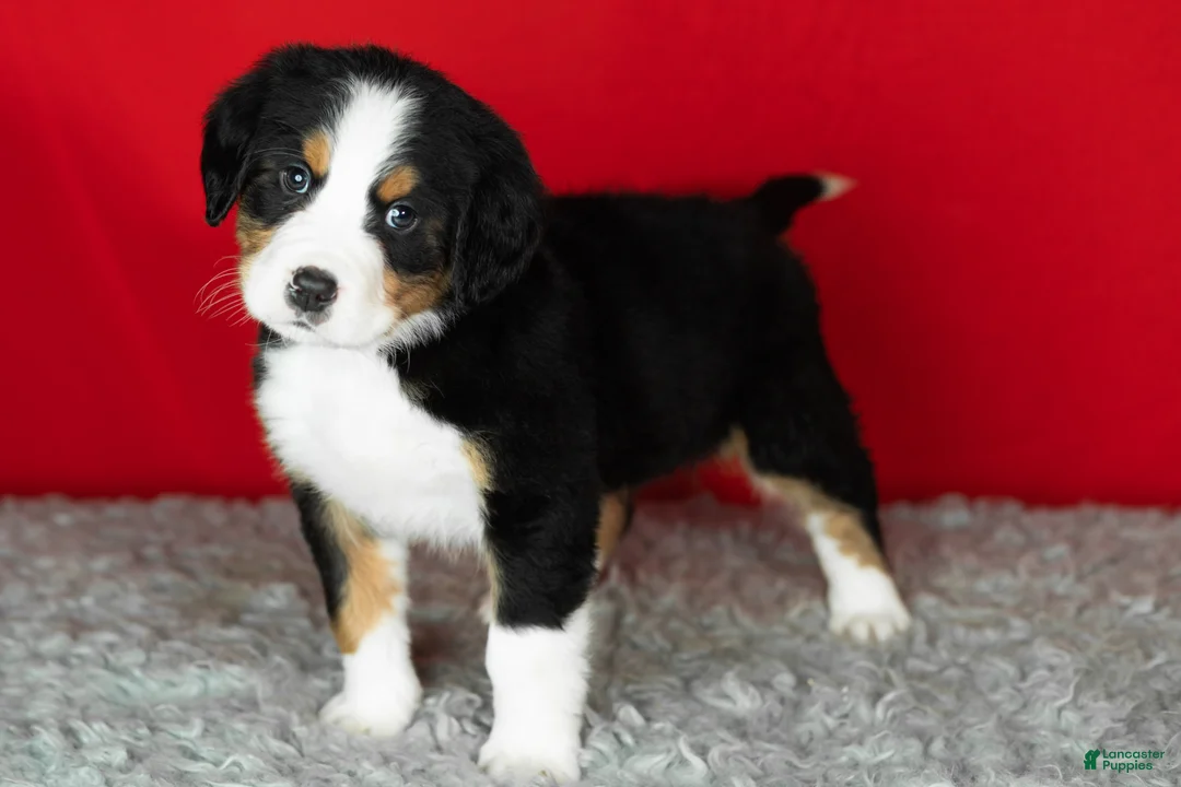 Bernese Mountain Dog dogs for sale: Buddy  - Ad 1