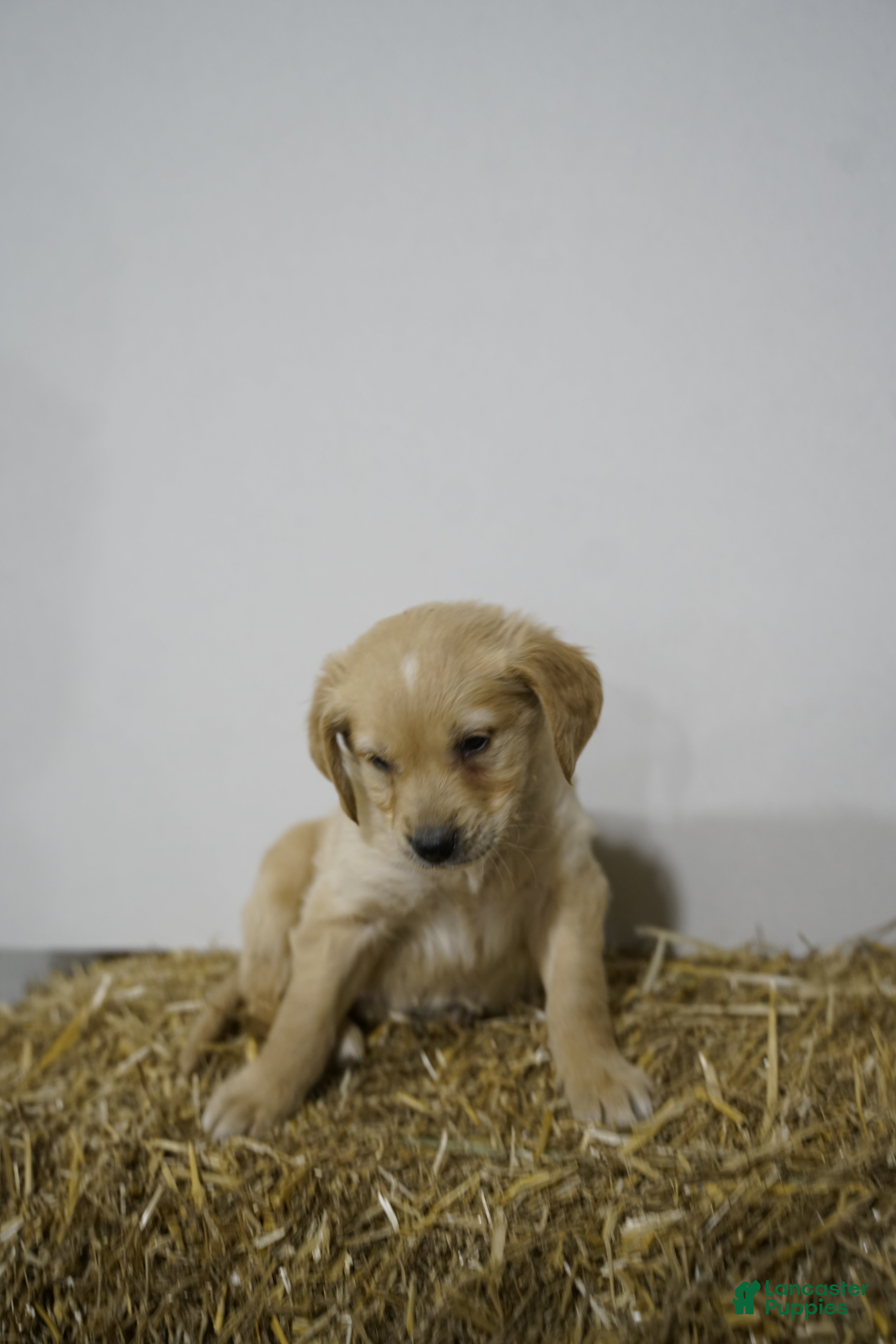 Golden Retriever dogs Golden Retriever Puppy 9 - Ad 15