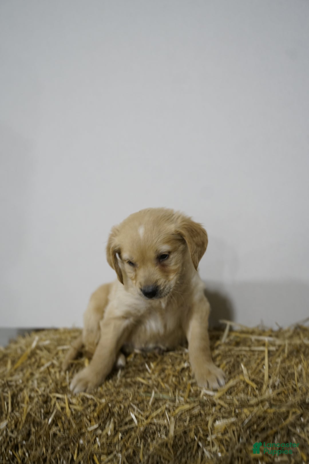 Golden Retriever dogs for sale: Golden Retriever Puppy 9 - Ad 1
