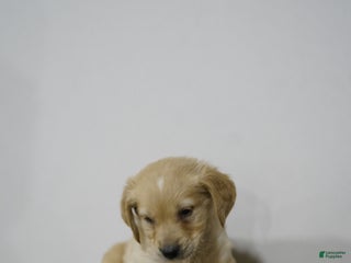 Golden Retriever dogs Golden Retriever Puppy 9 - Ad 6