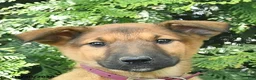 Mixed Breed dogs for sale: Eve  - Ad 5