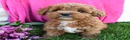 Cavapoo dogs for sale: Fancy - Ad 2