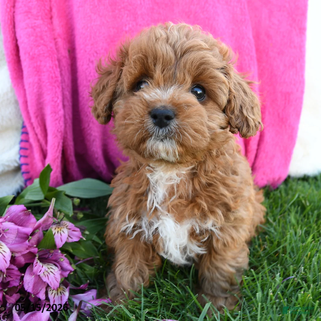Cavapoo dogs for sale: Fancy - Ad 2