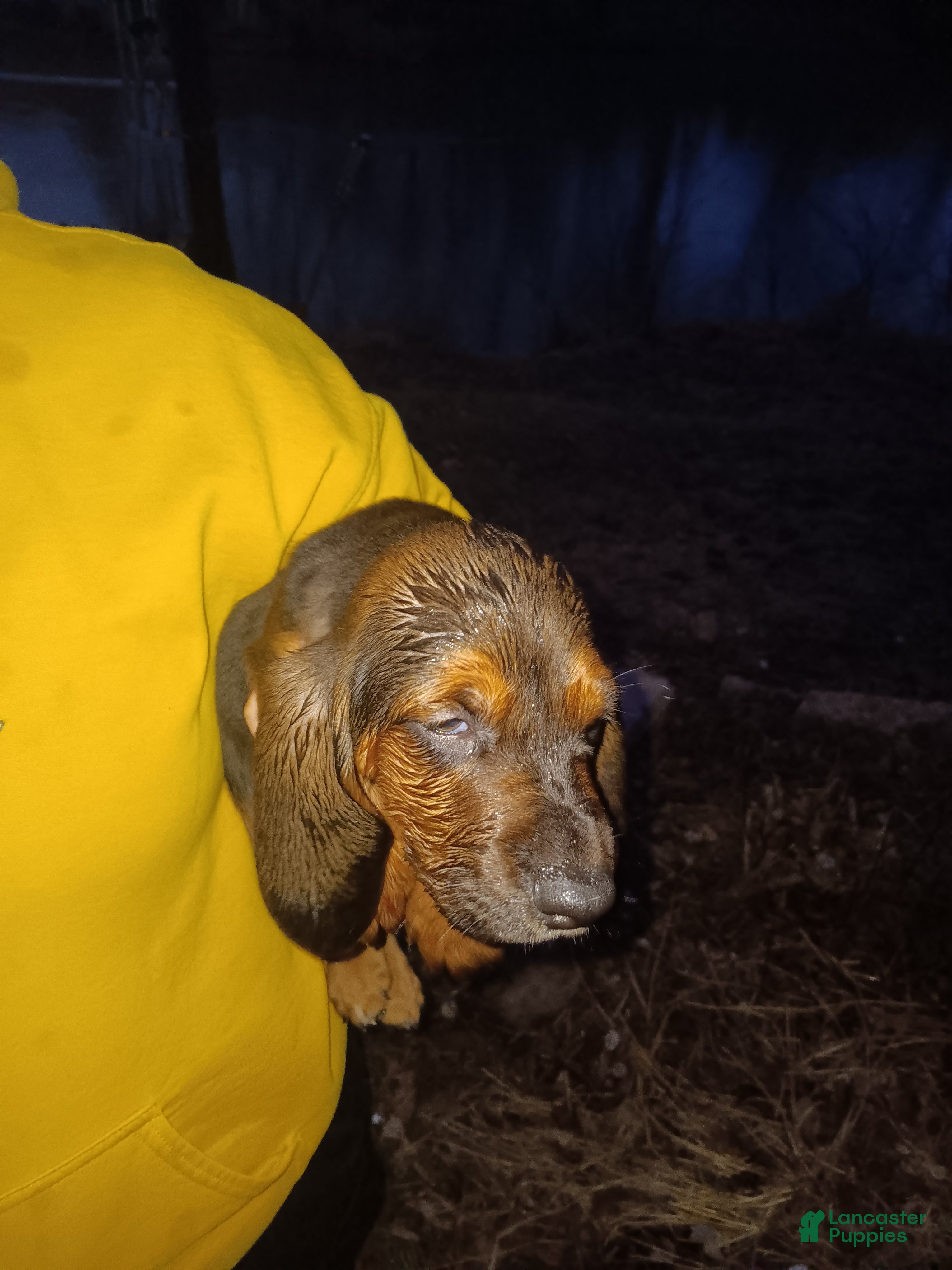 Basset Hound dogs Sneezy - Ad 9