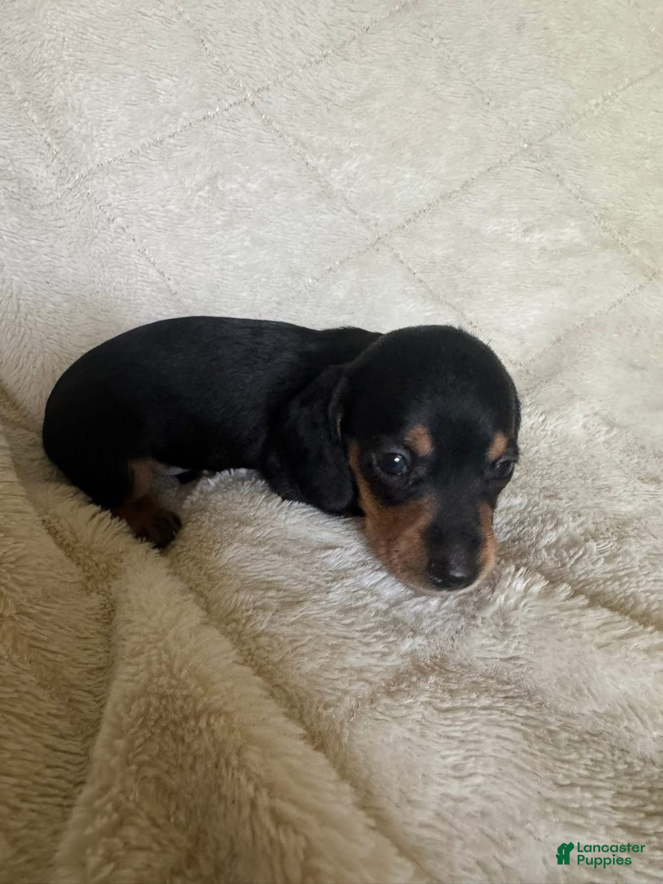 Miniature Dachshund dogs Mac - Ad 10