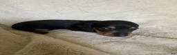 Miniature Dachshund dogs for sale: Mac - Ad 1