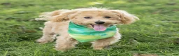 Maltipoo dogs for sale: Nacho Maltipoo Puppy  - Ad 8