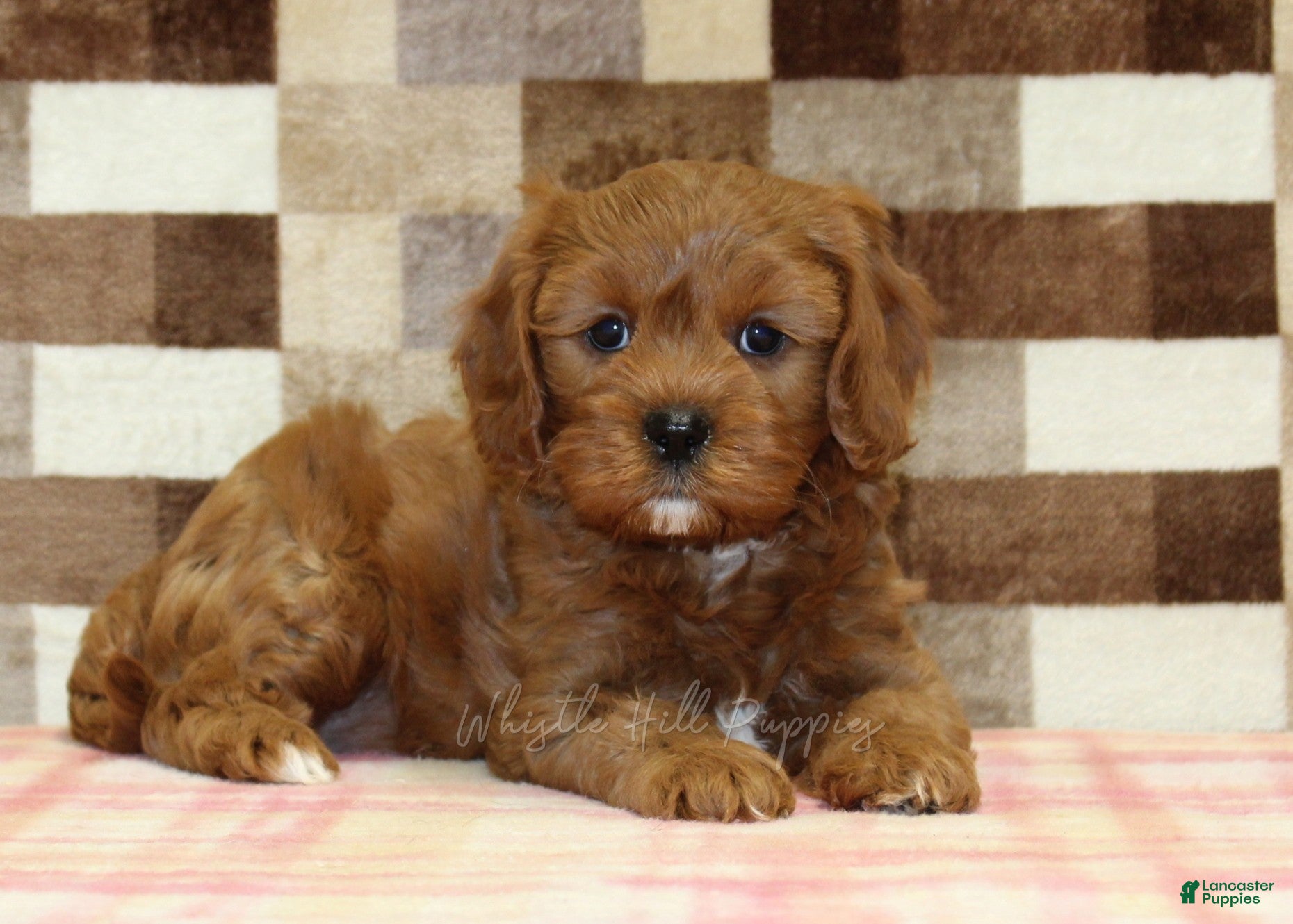 Cavapoo dogs Ginger - Ad 2