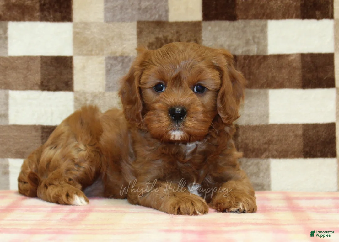 Cavapoo dogs for sale: Ginger - Ad 2