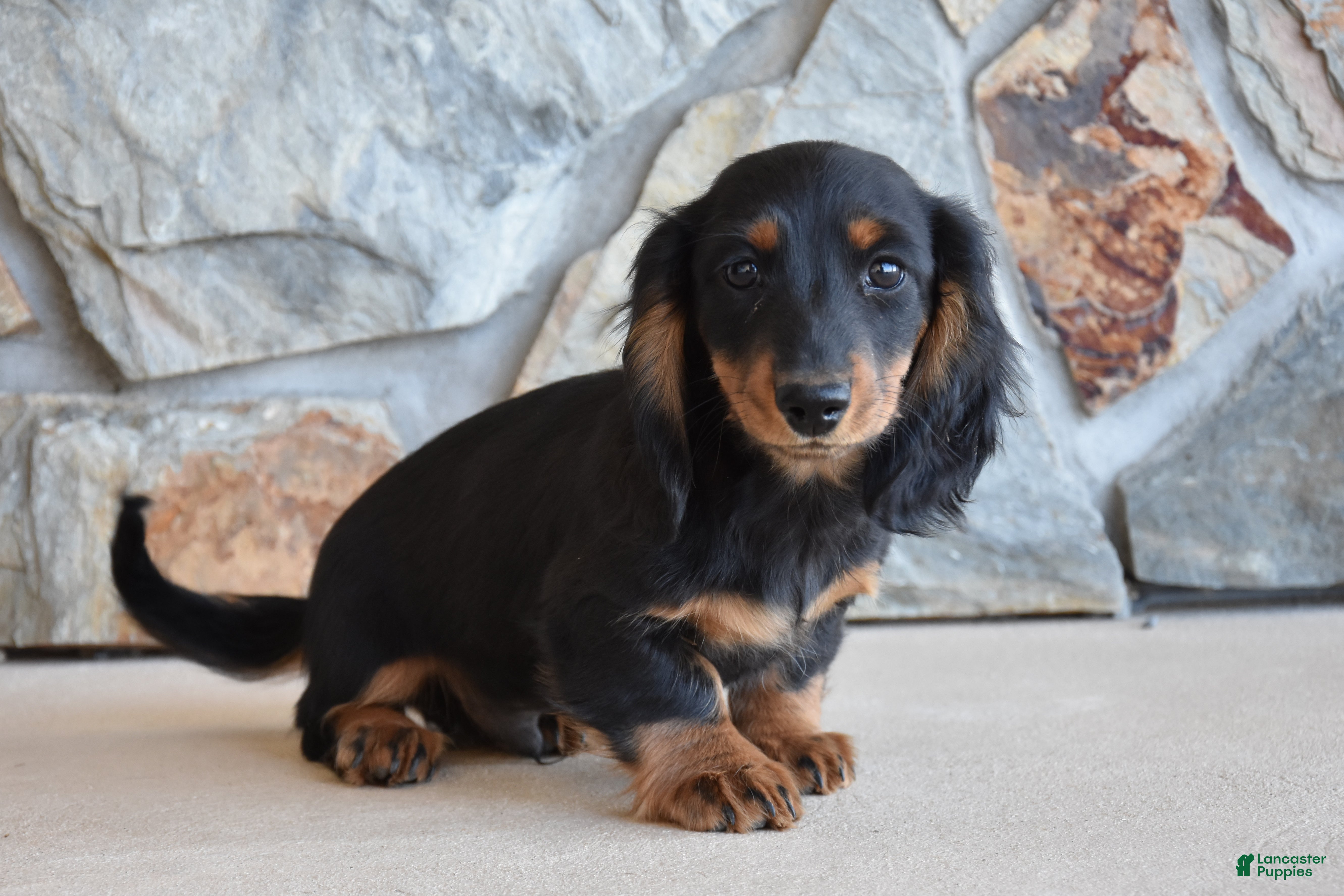 Miniature Dachshund dogs Aikey - Ad 2