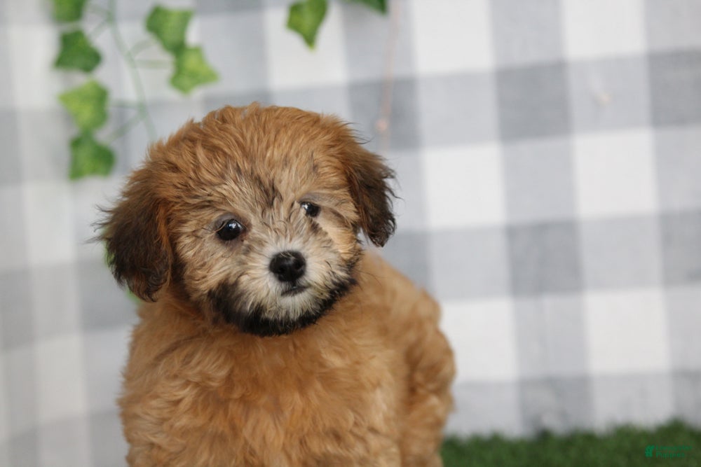 Shihpoo dogs Rosita - Ad 9