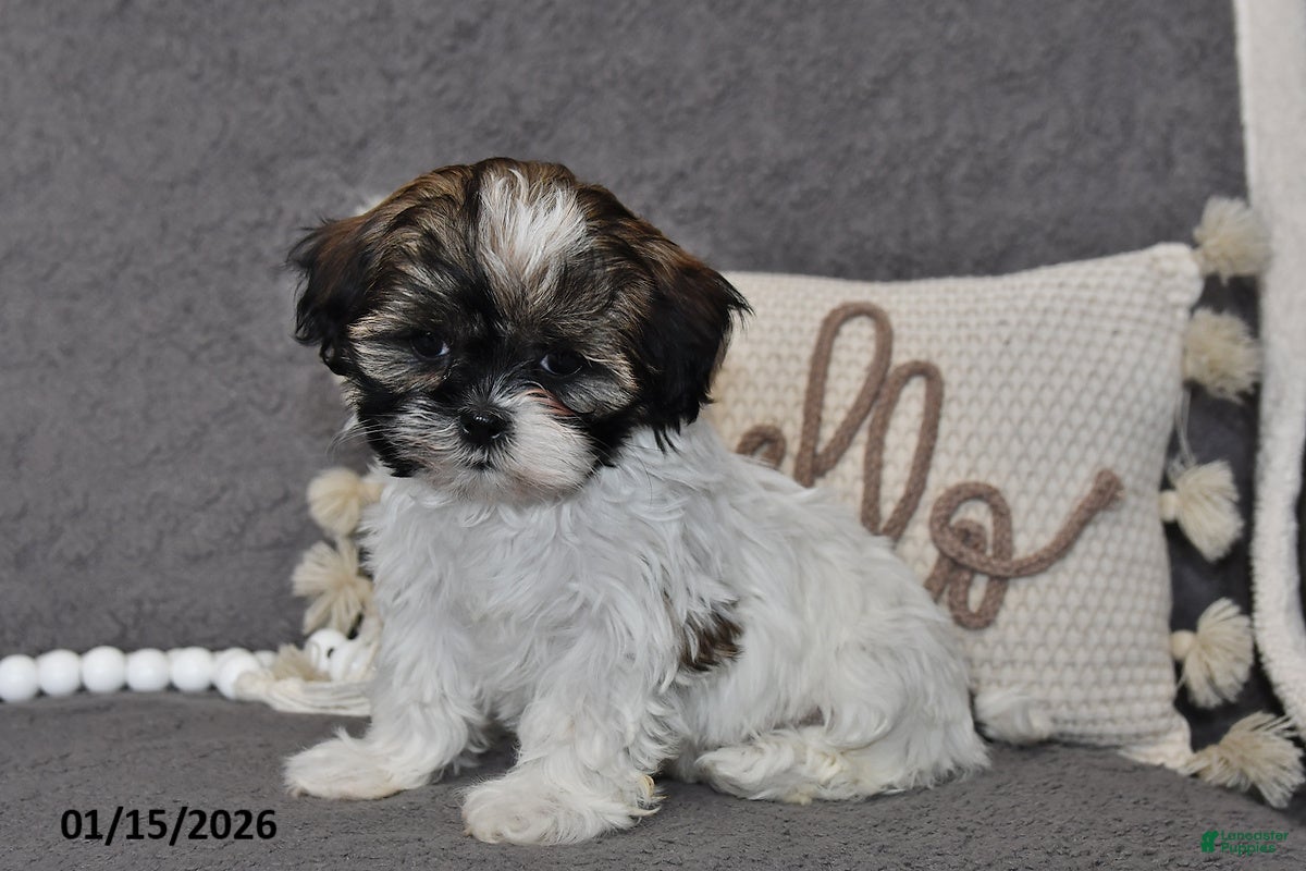 Shih Tzu dogs Cassie   - Ad 28