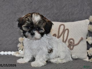 Shih Tzu dogs Cassie - Ad 37