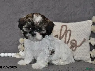 Shih Tzu dogs Cassie - Ad 42