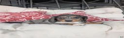 Dachshund dogs for sale: Dachshund 3 - Ad 3