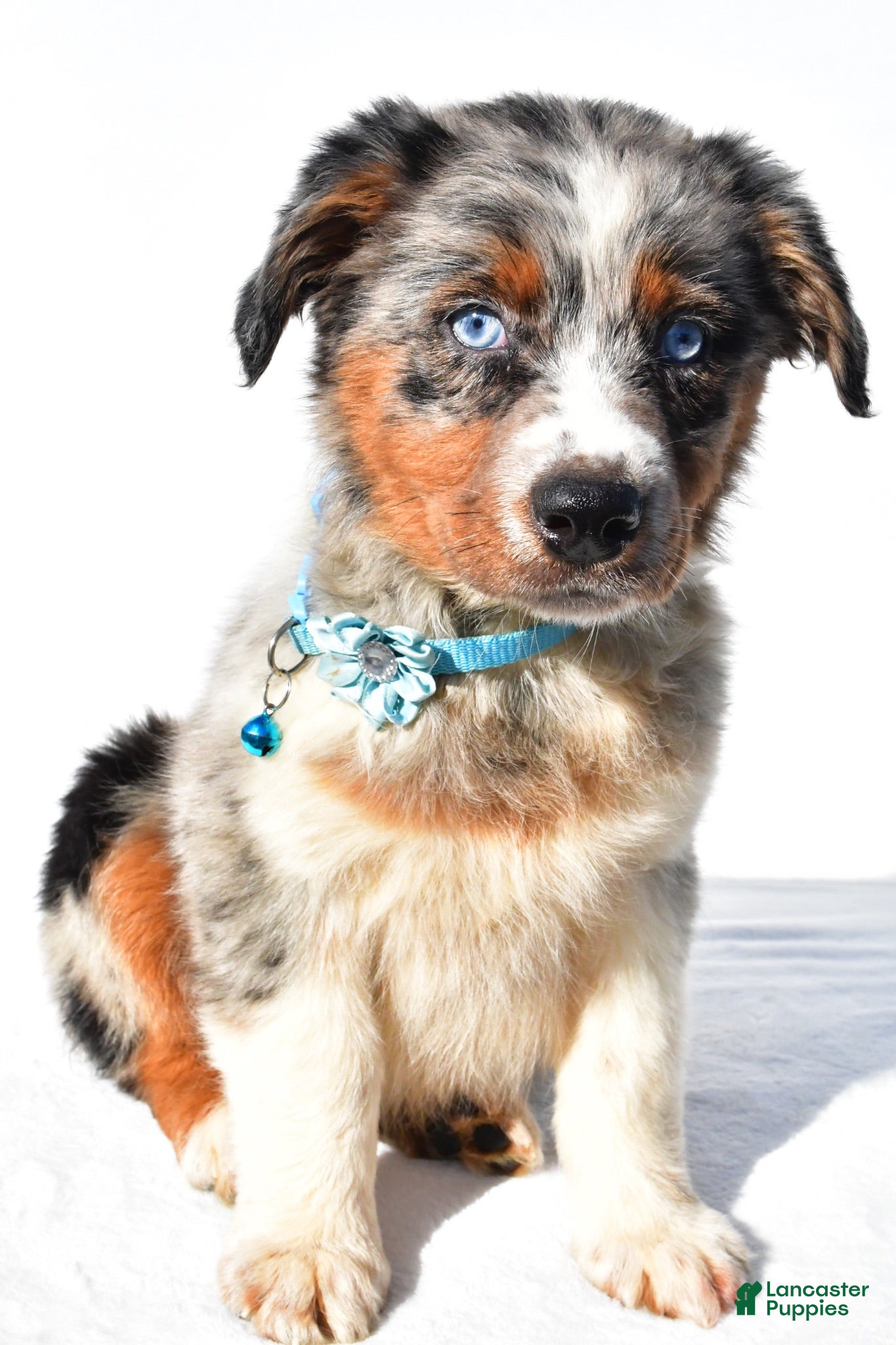 Australian Shepherd dogs Emily - Ad 1