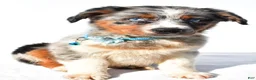Australian Shepherd dogs for sale: Emily - Ad 1