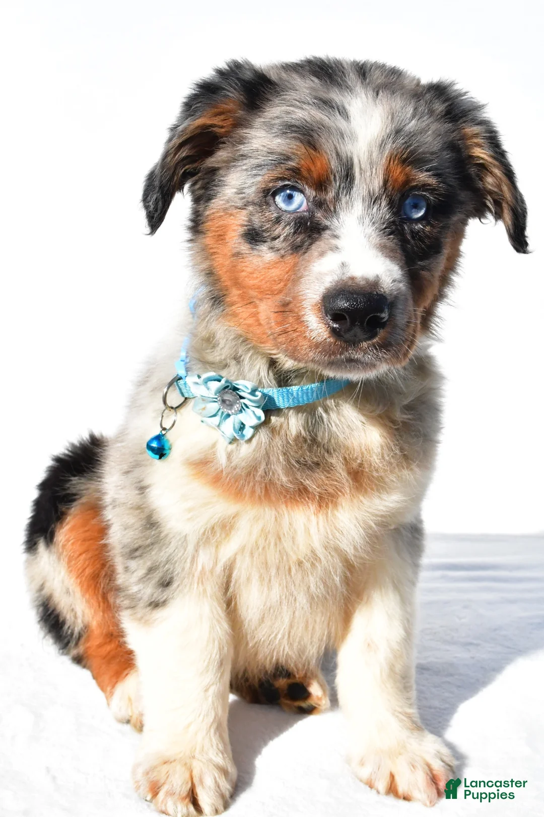 Australian Shepherd dogs for sale: Emily - Ad 1