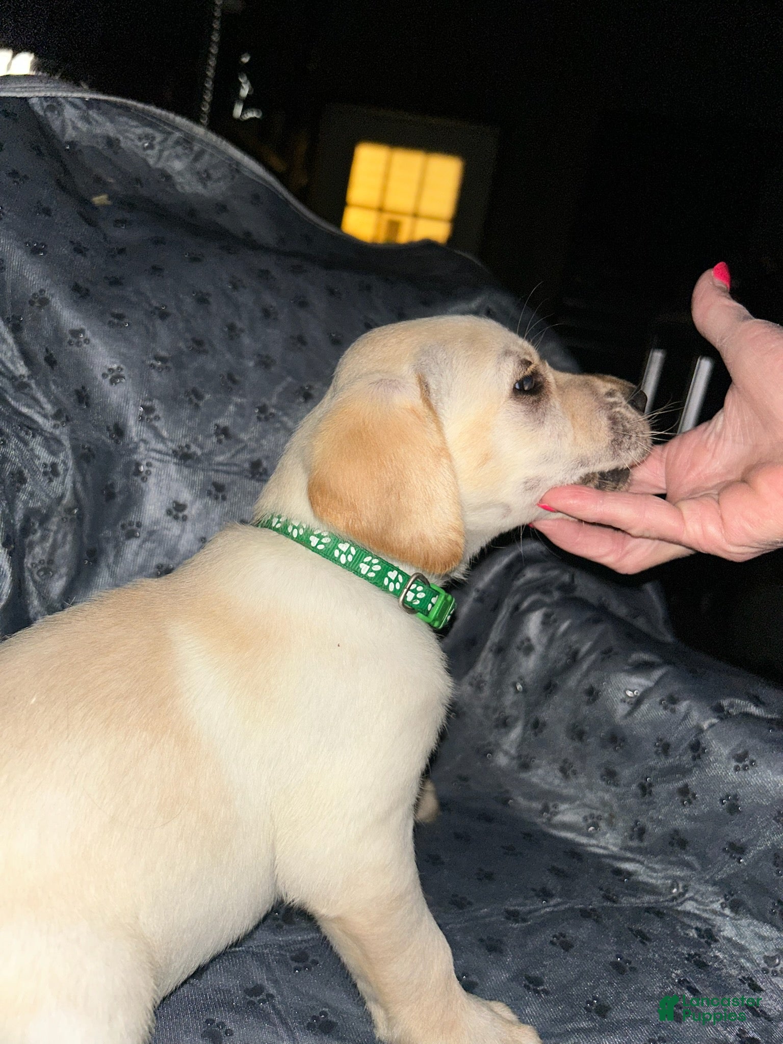 Labrador Retriever dogs Jasper-Male - Ad 15