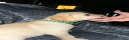 Labrador Retriever dogs for sale: Jasper-Male - Ad 1