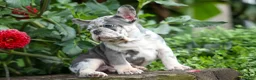 French Bulldog dogs for sale: 🐾 Magnes - Ad 13