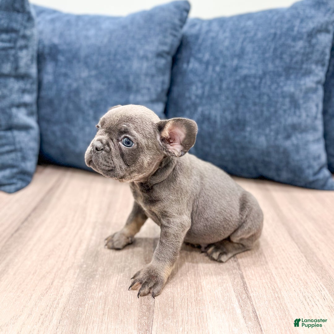 Mixed Breed dogs for sale: Denali - Ad 3