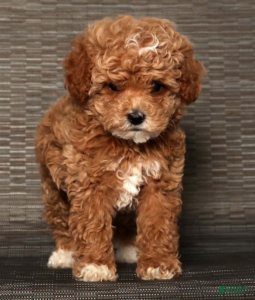 Cockapoo dogs for sale: Nancy - Ad 7