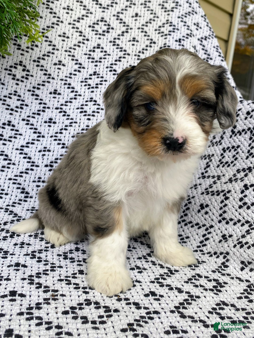 Mini Aussiedoodle dogs for sale: Bella - Ad 3