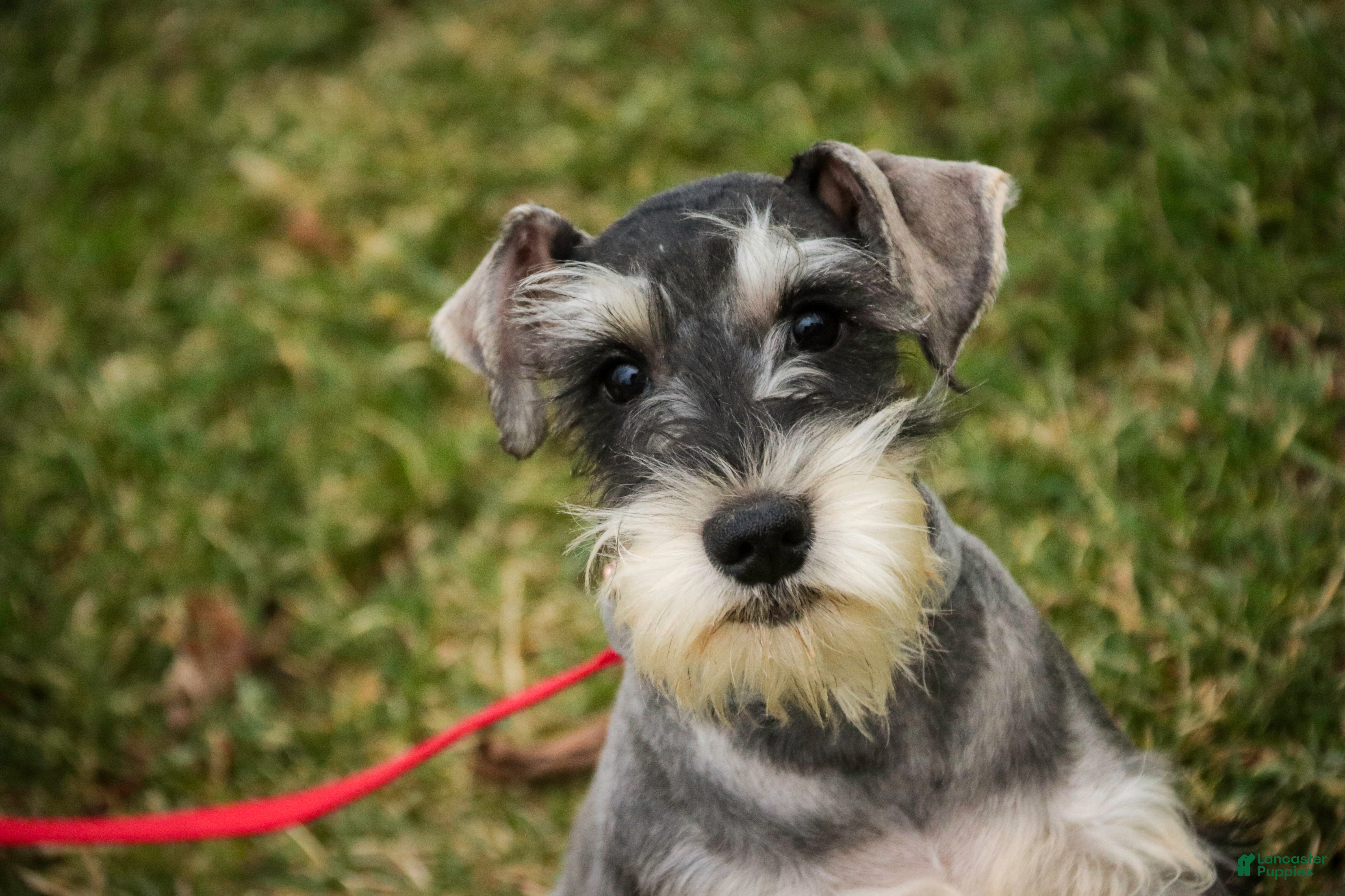 Miniature Schnauzer dogs Murphy - Ad 13