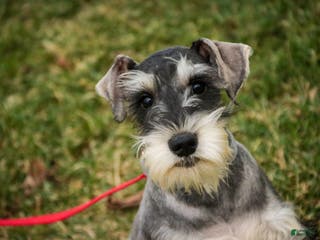 Miniature Schnauzer dogs Murphy - Ad 32