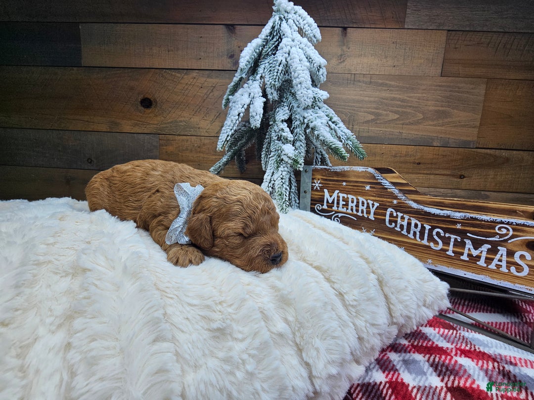 Gallery Image {{count}}