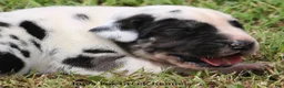 Great Dane dogs for sale: Great Dane 1 - Ad 8
