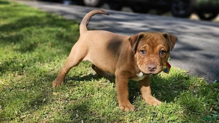 Mixed Breed dogs for sale: English Bulldog x Catahoula Boy - Ad 3
