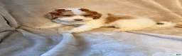 Miniature Poodle dogs for sale: Poppy- Crate and Potty Trained - Ad 2