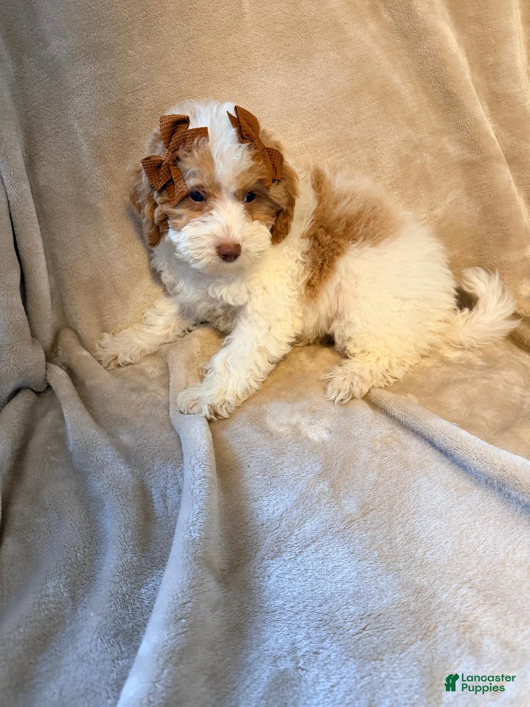 Miniature Poodle dogs for sale: Poppy- Crate and Potty Trained - Ad 2
