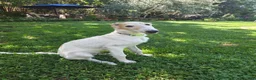 Borzoi dogs for sale: Victor - Ad 1