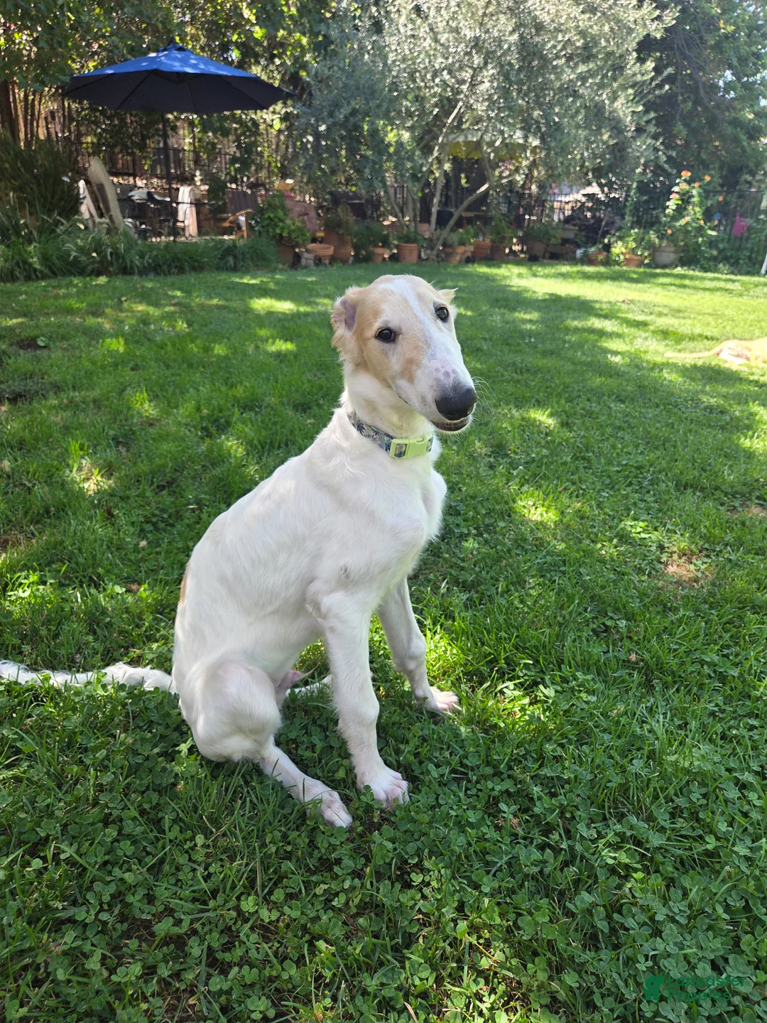 Borzoi dogs for sale: Victor - Ad 1