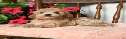 Maltipoo dogs for sale: Sophie - Ad 4
