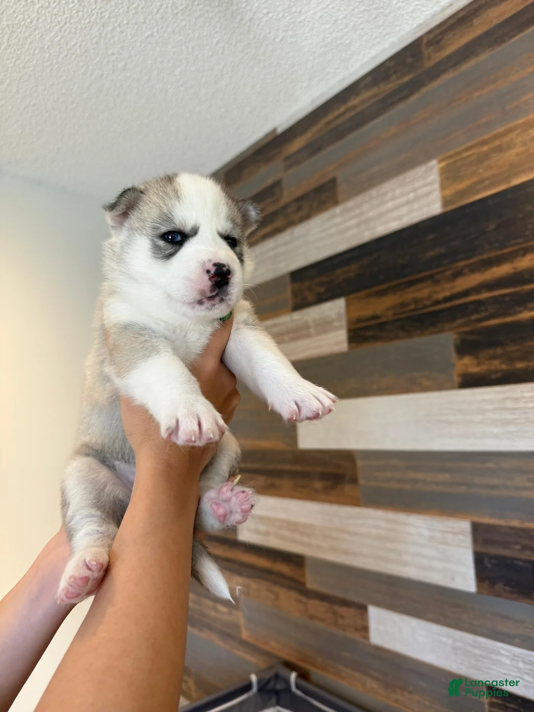 Siberian Husky dogs for sale: Siberian Husky Puppy 1 - Ad 2