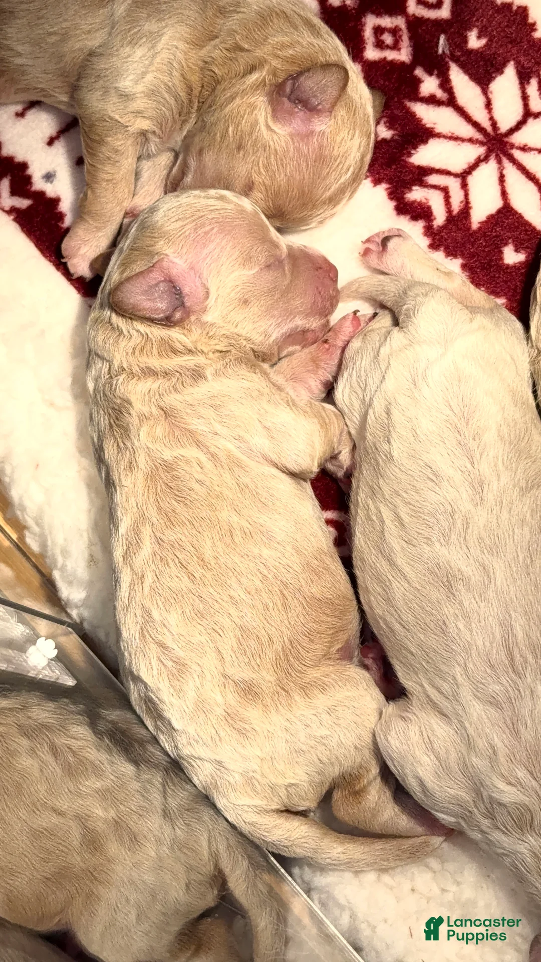 Bichpoo dogs for sale: Bichpoo Puppy 4 Kelly  - Ad 1