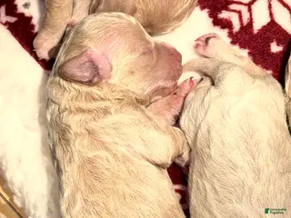 Bichpoo dogs for sale: Bichpoo Puppy 4 Kelly - Ad 1