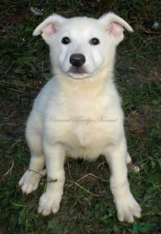 German Shepherd dogs for sale: Arctic - Ad 34